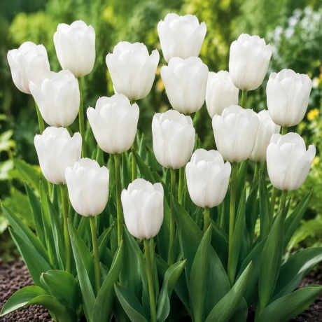 Bulbi de Lalele White Bouquet