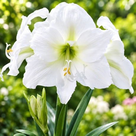 Bulbi de Amaryllis - Hippeastrum Mont Blanc