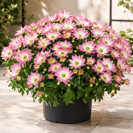 Crizanteme Timpurii - Pink Secret la Ghiveci