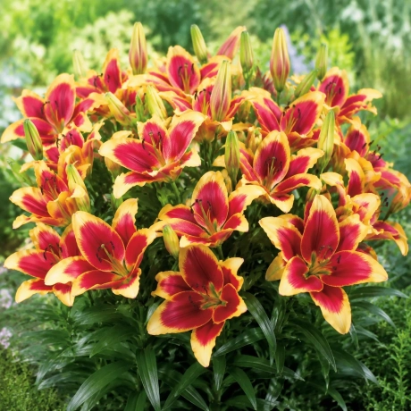 Bulbi de Crini Red Dutch