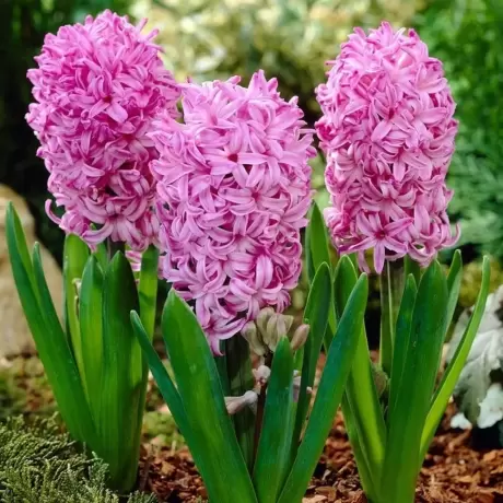 Bulbi de Zambile Amethyst