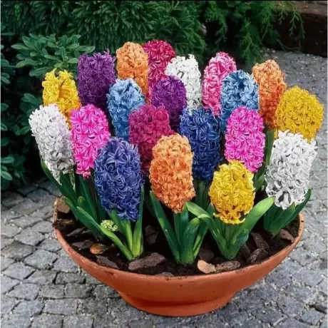 Bulbi de Zambile Hyacinthus Mix 3