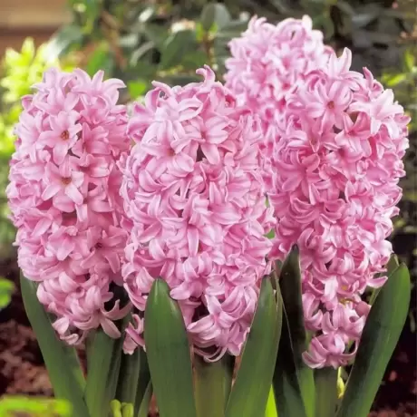 Bulbi de Zambile Pink Surprise