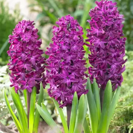Bulbi de Zambile Violet Pearl