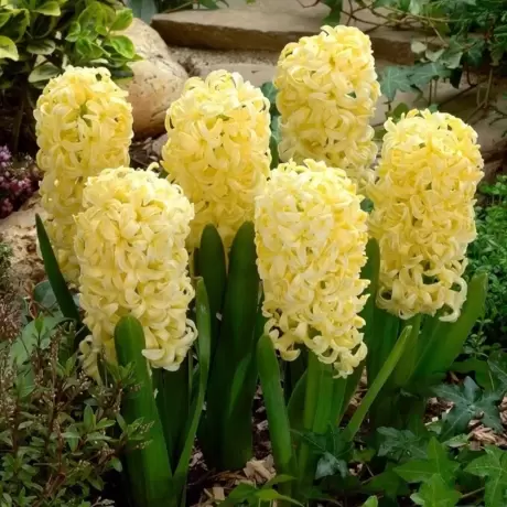 Bulbi de Zambile Yellow Queen
