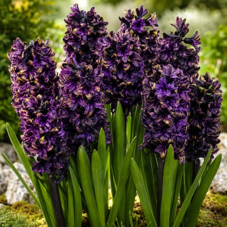 Bulbi de Zambile Black Golden Amethyst