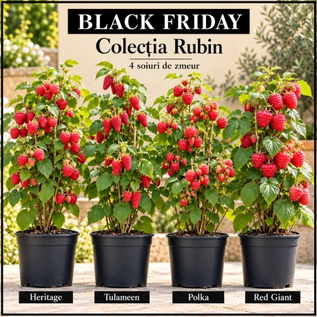 Pachet Black Friday „Colecția Rubin” – 4 soiuri de zmeur
