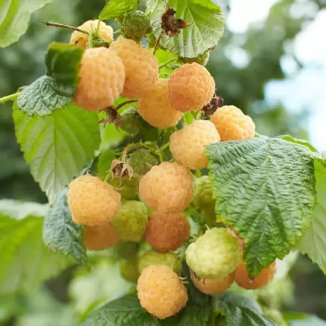 Arbust fructifer - Zmeur Pomisor Anul 3 - Galben cu Radacina Impachetata