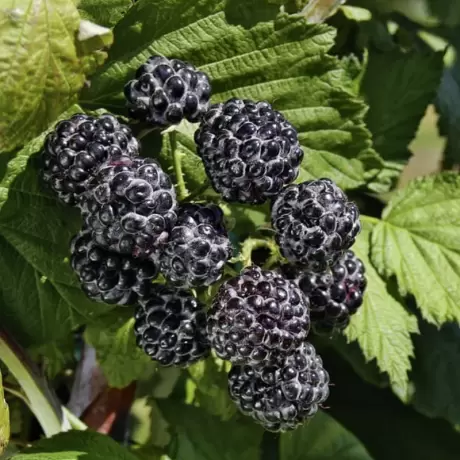 Arbust Fructifer - Zmeur Negru Tufa la Ghiveci