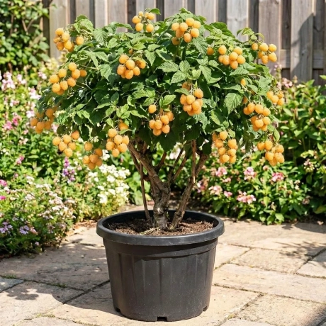 Arbust Fructifer - Zmeur Pomisor Galben la Ghiveci