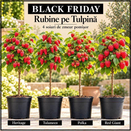 Pachet Black Friday „Rubine pe Tulpină” – 4 soiuri de zmeur pomișor