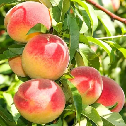 Pomi fructiferi